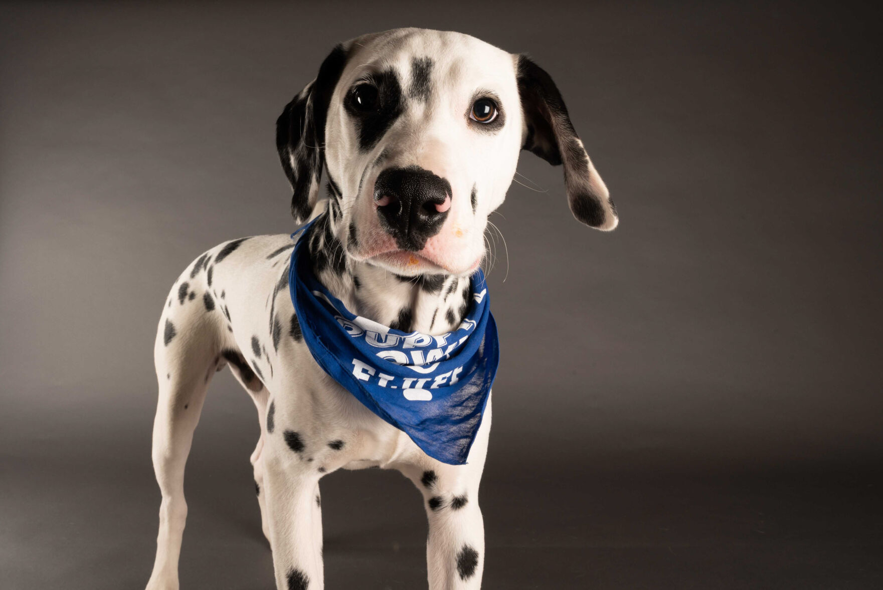 PUPPY BOWL XVII